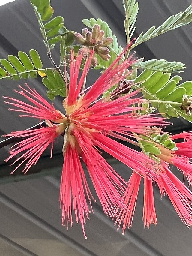 Baja Fairy Duster | Calliandra californica 3g