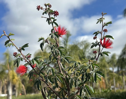 Baja Fairy Duster | Calliandra californica 3g