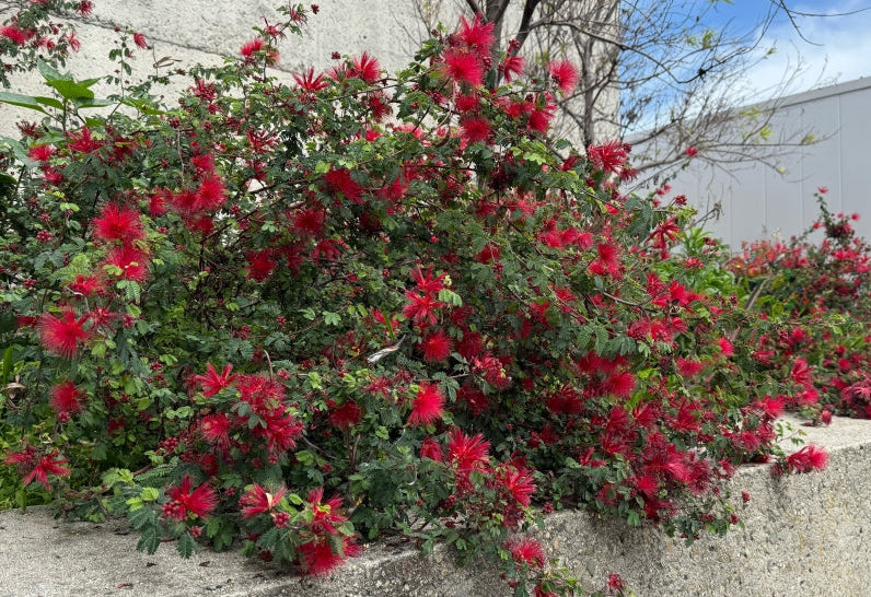 Baja Fairy Duster | Calliandra californica 3g