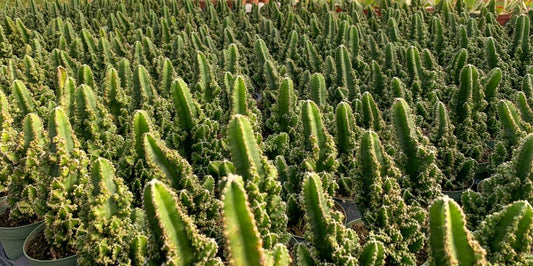 Cereus 'Paolina Euro' 6in