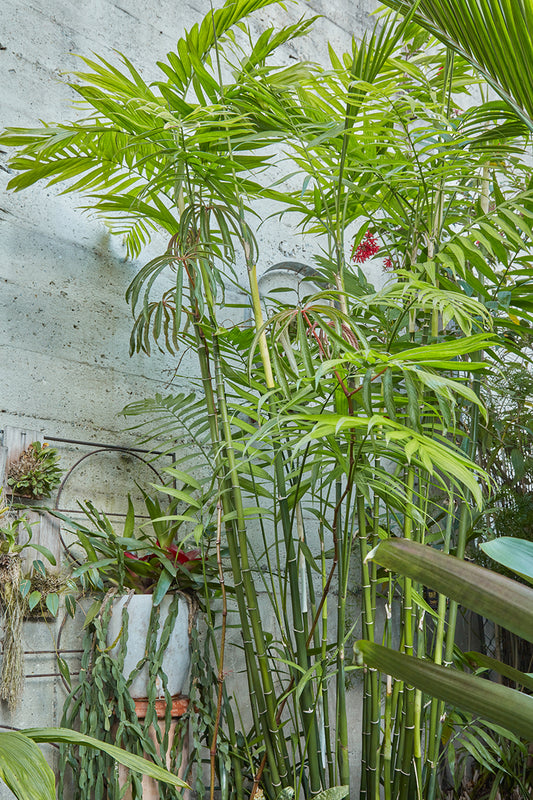 Chamaedorea costaricana 5g