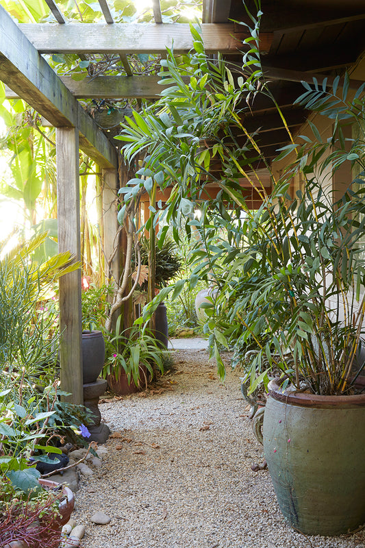 Chamaedorea microspadix 3g