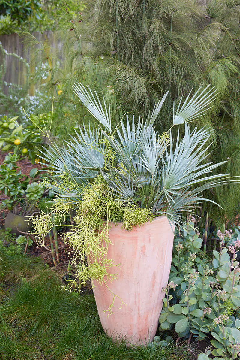 Chamaerops humilis 'Cerifera' 3g