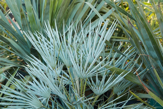 Chamaerops humilis 'Cerifera' 3g