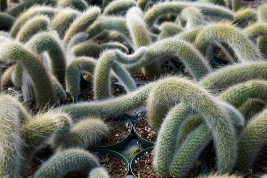 Cleistocactus colademononis | Monkey Tail Cactus 6in