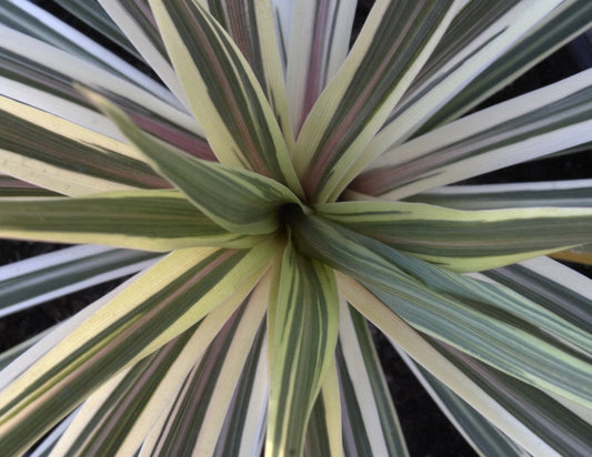 Cordyline australis 'Torbay Dazzler' 3g