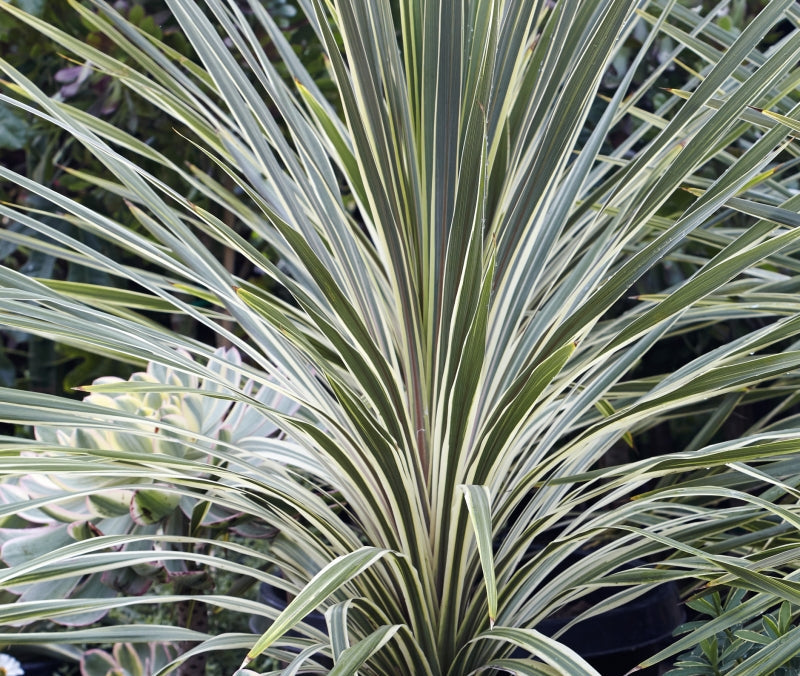 Cordyline australis 'Torbay Dazzler' 3g