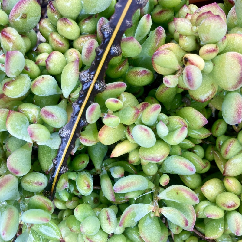 Cotyledon pendens 6in