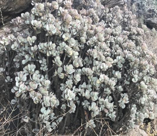 Crassula arborescens 4in