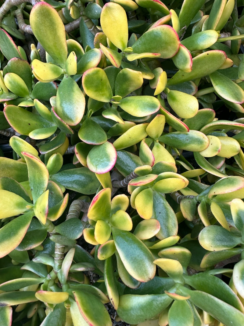 Crassula ovata 'Hummel's Sunset' 4in