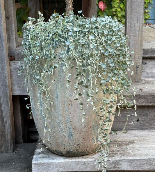 Dichondra 'Silver Falls' 6in