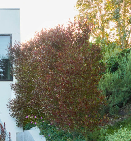 Purple Hopseed Bush | Dodonaea viscosa 'Purpurea' 3g