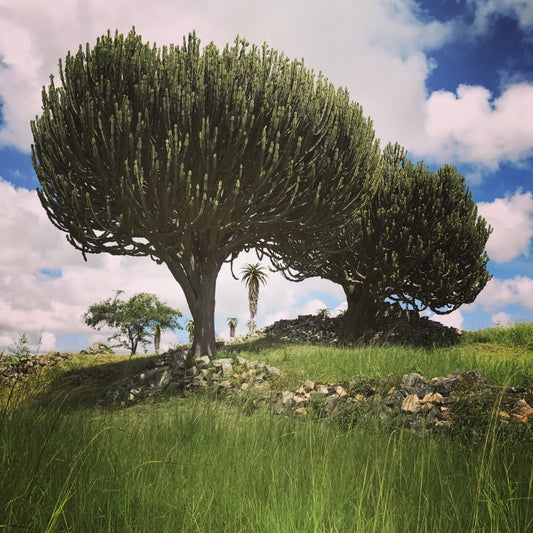 Euphorbia ingens | Candelabra Tree 3g