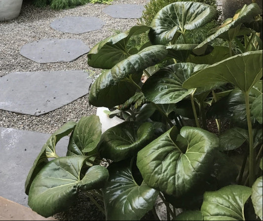 Giant Leopard Plant | Farfugium japonicum giganteum 3g