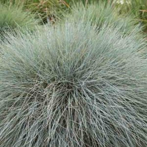 Blue Fescue Grass | Festuca glauca 'Elijah Blue' 1g