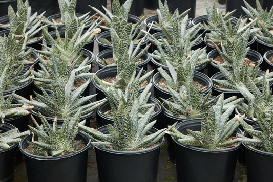 Gasteria acinacifolia 3g