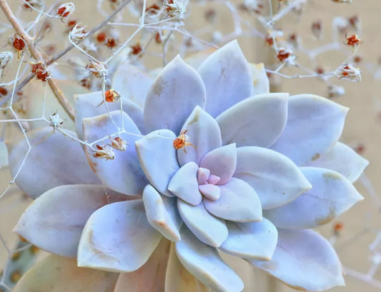 Graptopetalum superbum 6in