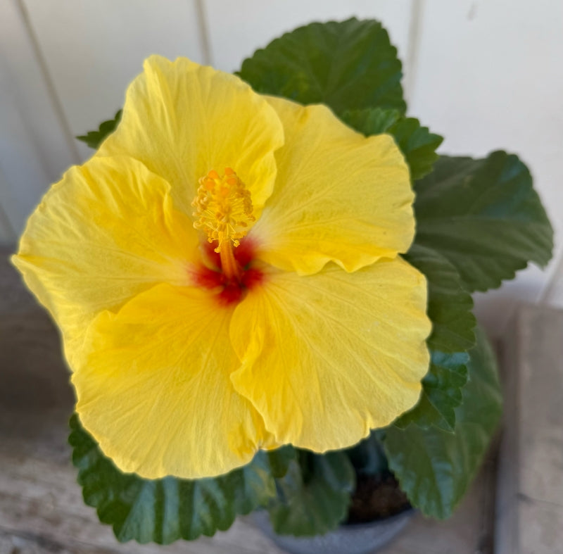 Hibiscus rosa-sinensis 'Hula Girl' 3g
