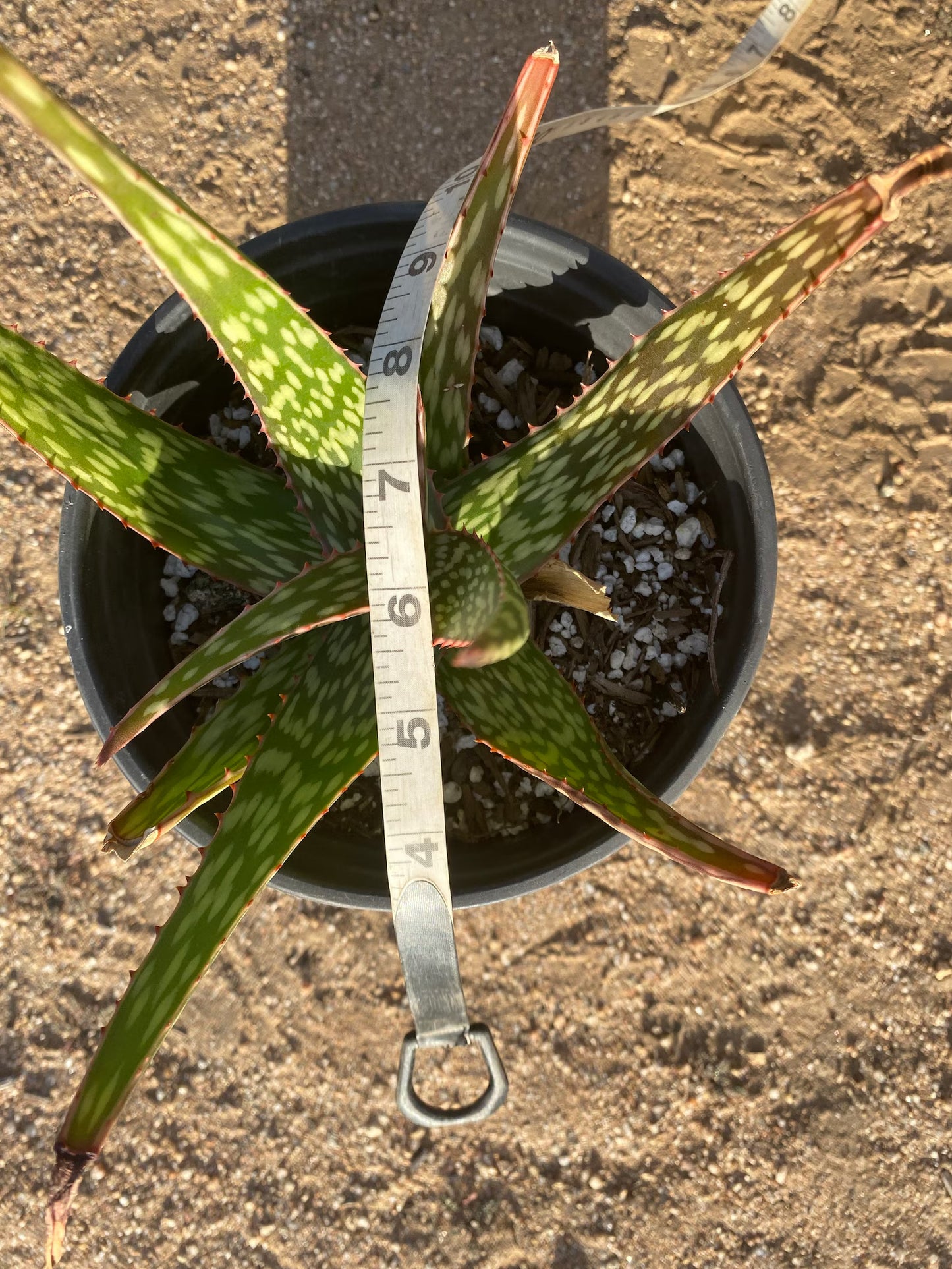 Aloe Hybrid - Yellow flowers 1 gallon
