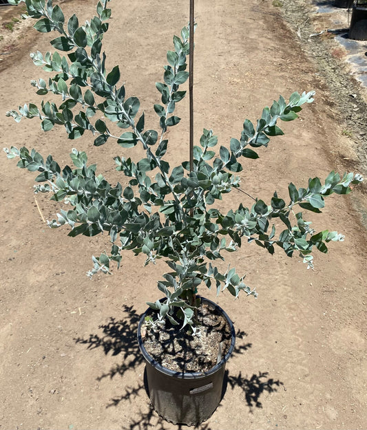Acacia podalyriifolia - Queensland Silver Wattle Pearl Acacia - 5 Gallon