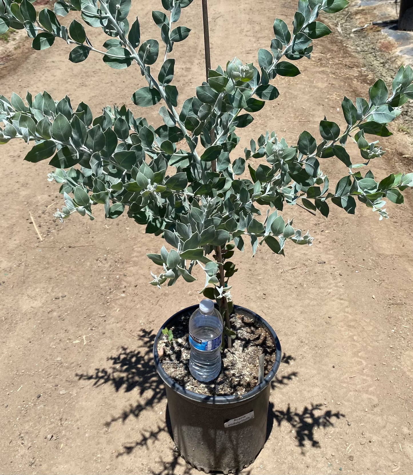 Acacia podalyriifolia - Queensland Silver Wattle Pearl Acacia - 5 Gallon