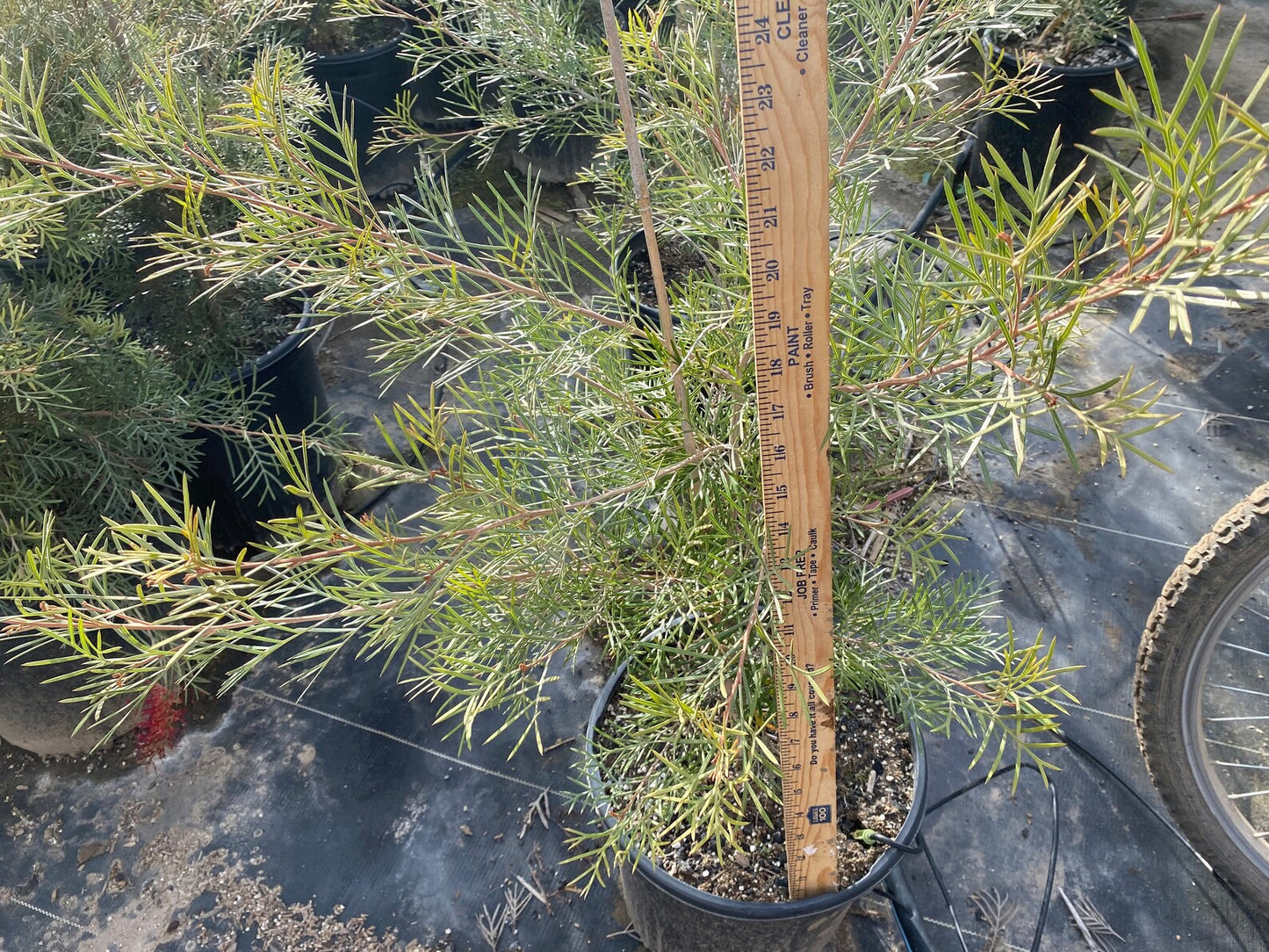 Grevillea 'Spirit of Anzac' - 5 Gallon (GN)