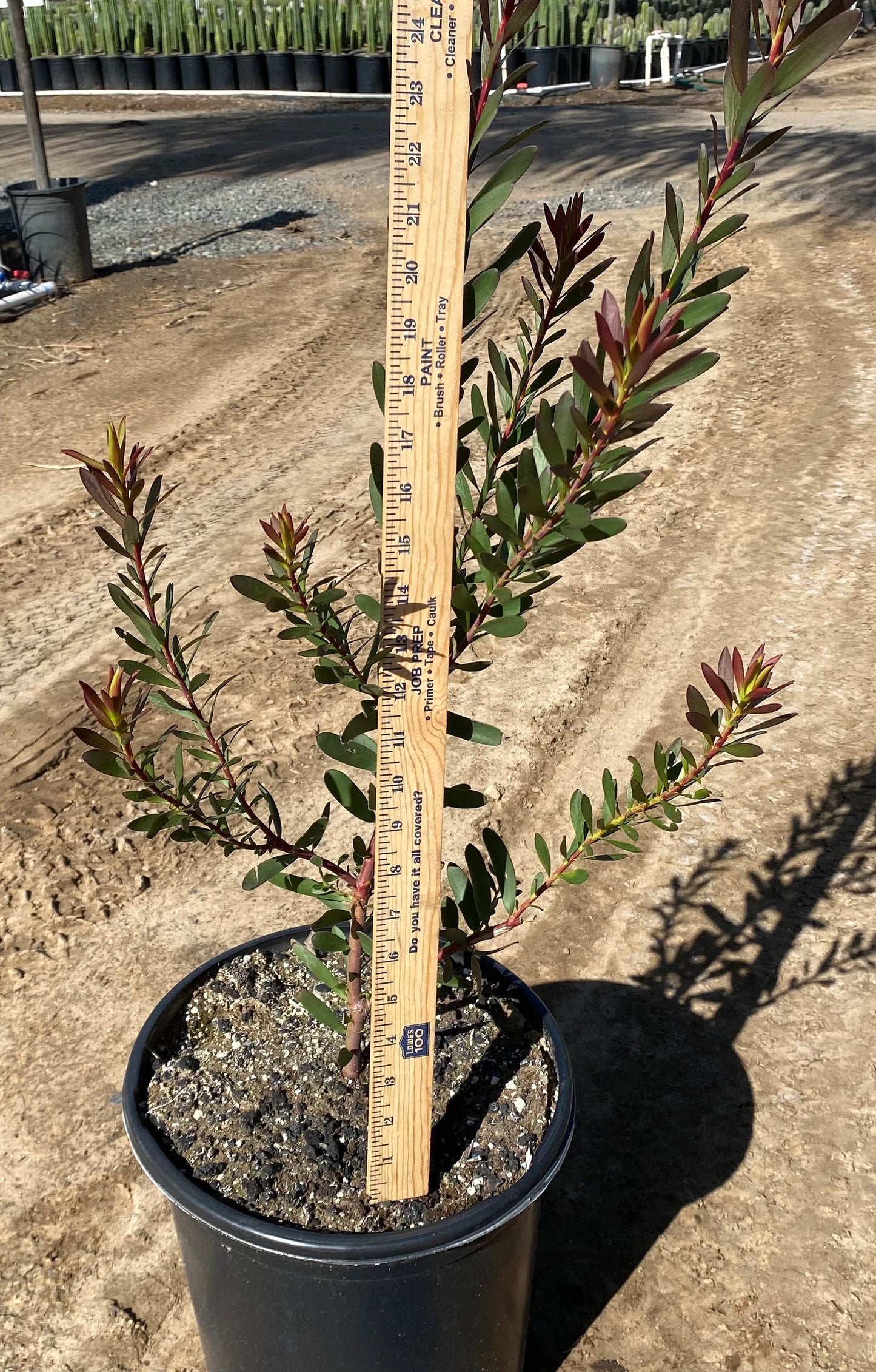 Leucadendron ‘Safari Sunset’ - 5 Gallon (GN)