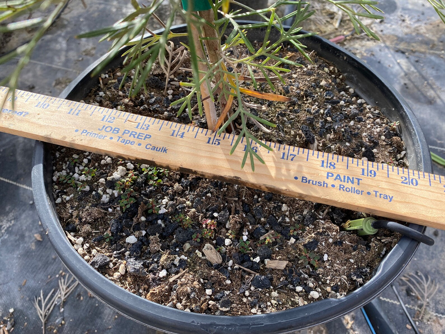 Grevillea 'Spirit of Anzac' - 5 Gallon (GN)