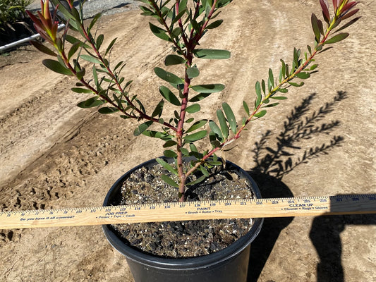 Leucadendron ‘Safari Sunset’ - 5 Gallon