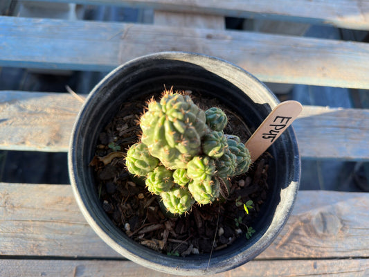 Sulcorebutia Graft (EP45)