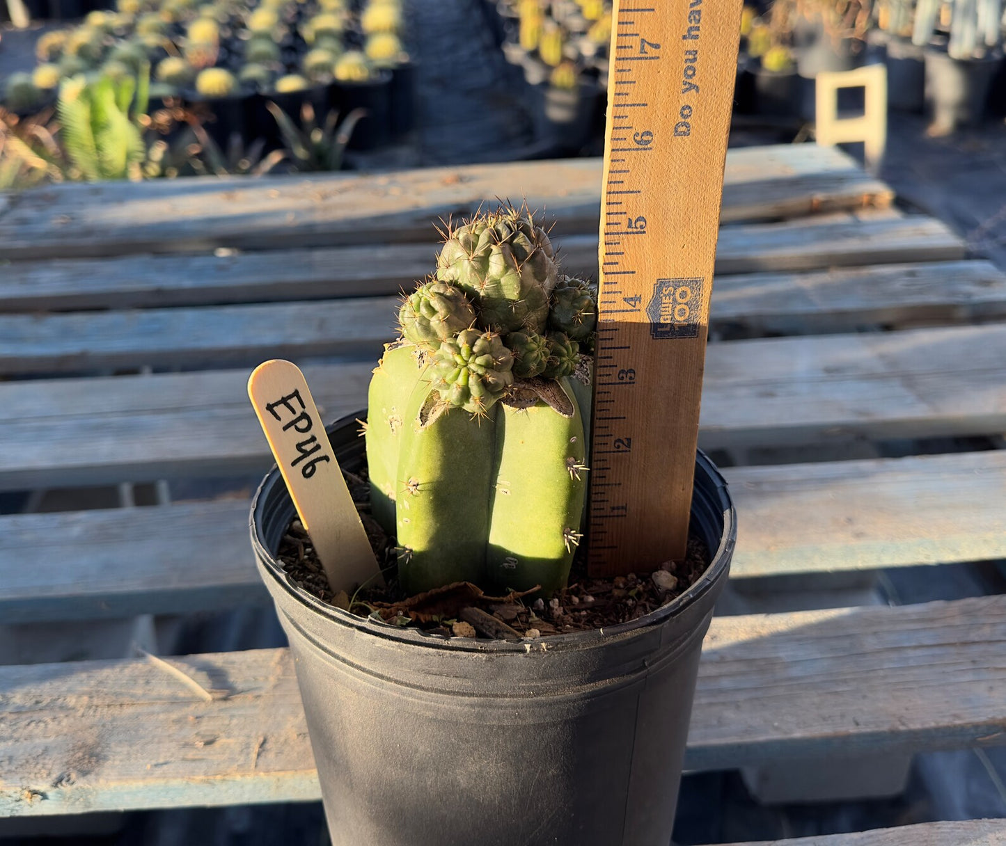 Sulcorebutia Graft (EP46)