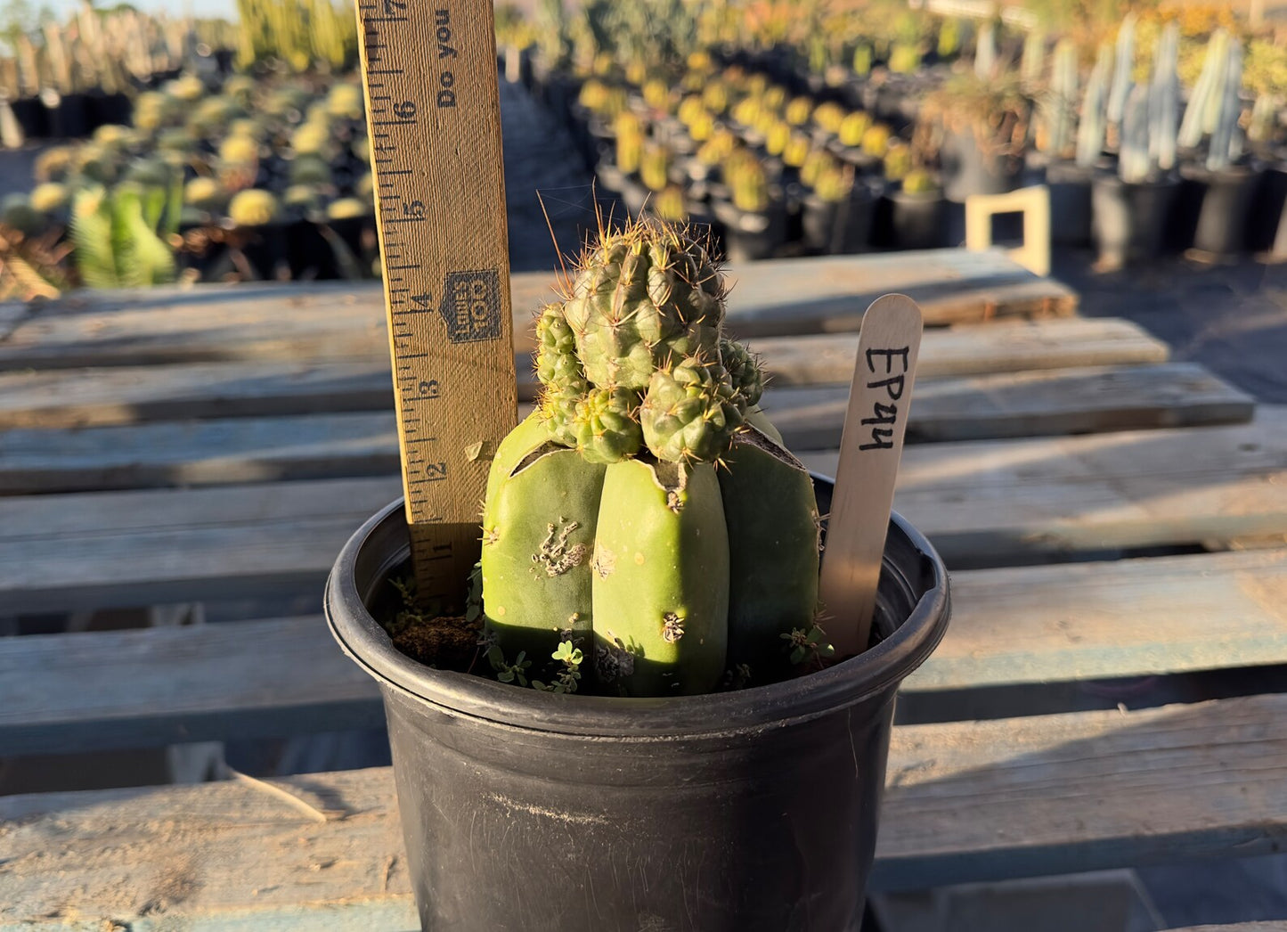 Sulcorebutia Graft (EP44)