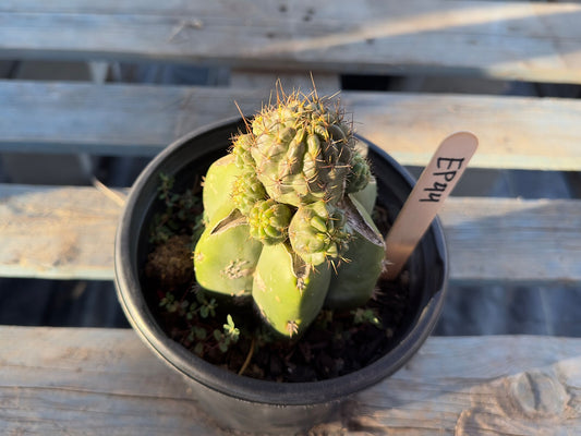 Sulcorebutia Graft (EP44)