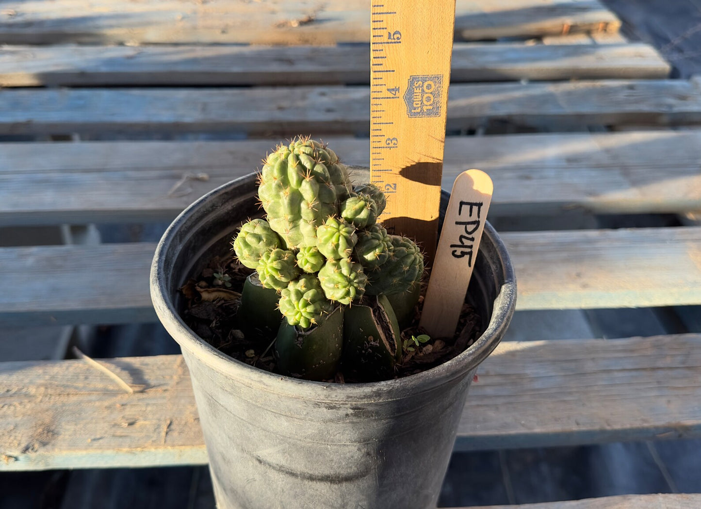 Sulcorebutia Graft (EP45)