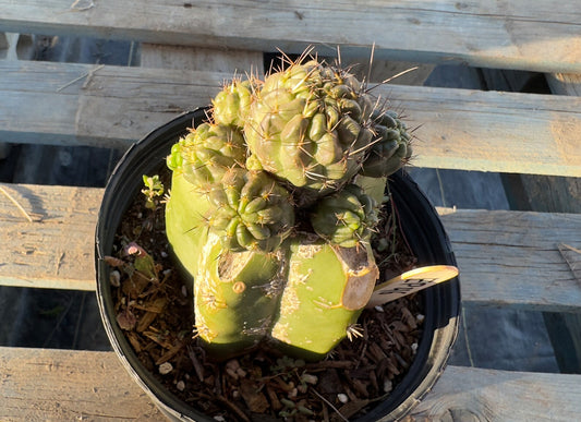 Sulcorebutia Graft (EP46)