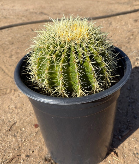 Golden Barrel Cactus