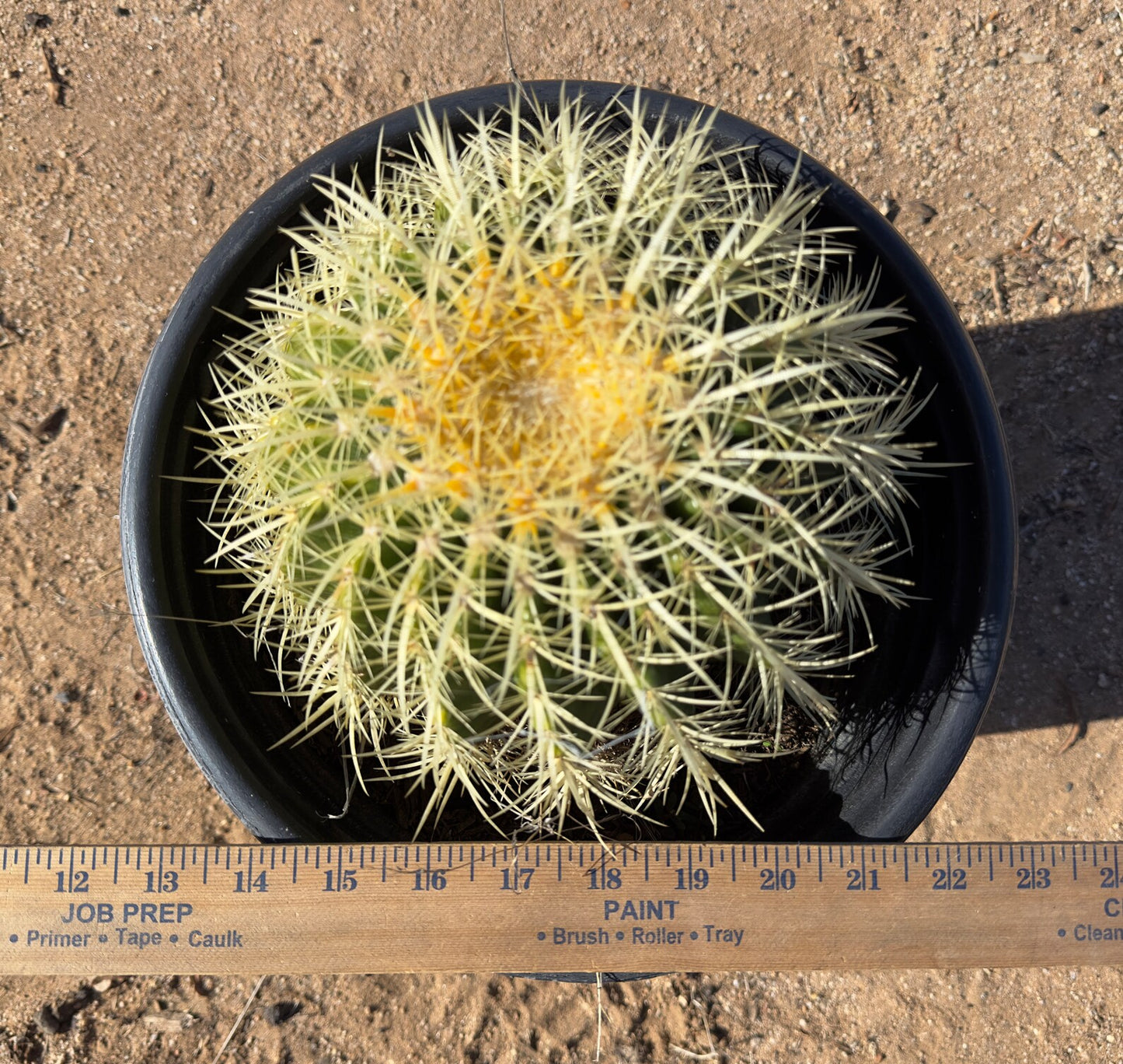 Golden Barrel Cactus