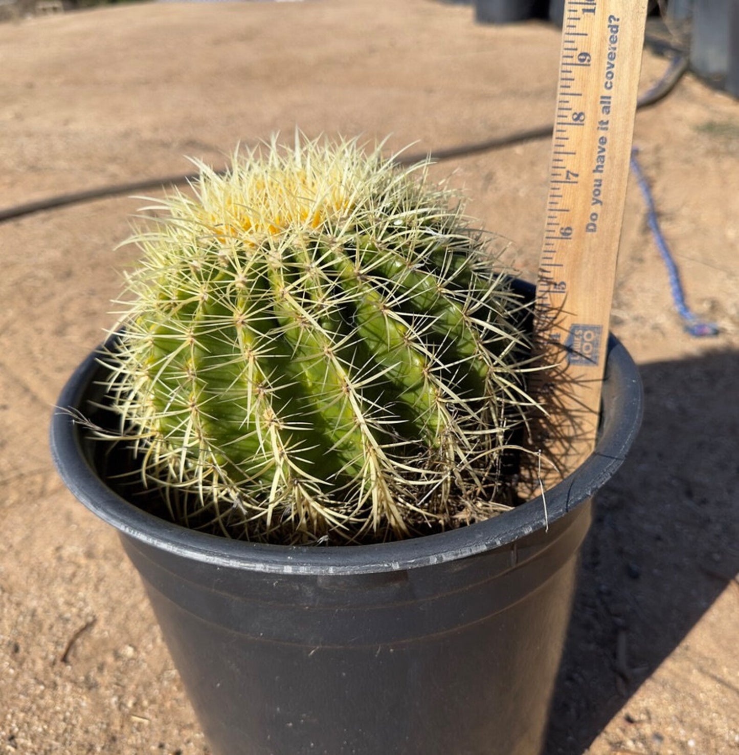 Golden Barrel Cactus