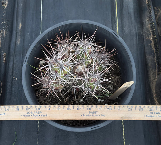 Opuntia invicta EP99 | Club Cholla