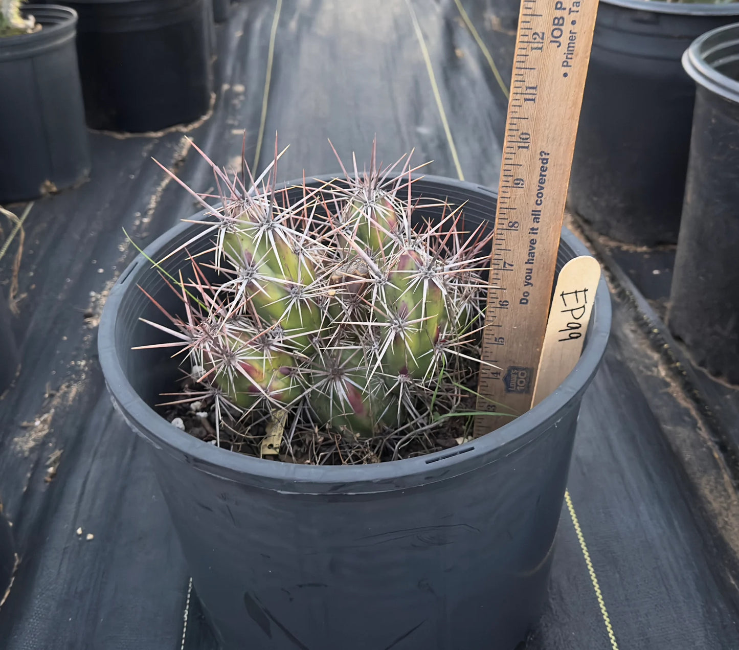Opuntia invicta EP99 | Club Cholla