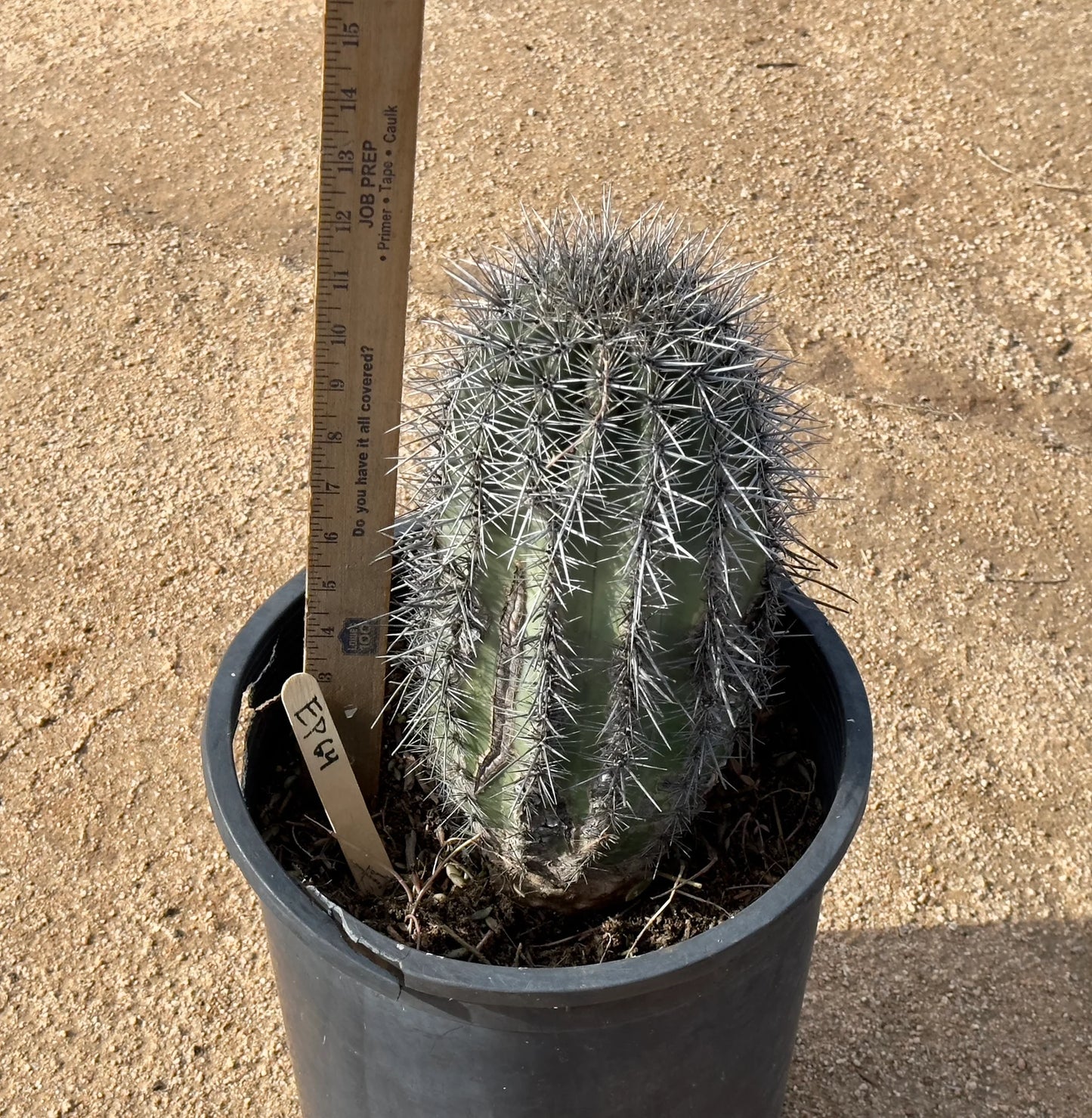 Saguaro - Carnegiea gigantea EP64