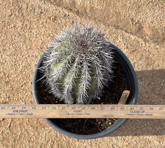 Saguaro - Carnegiea gigantea EP57