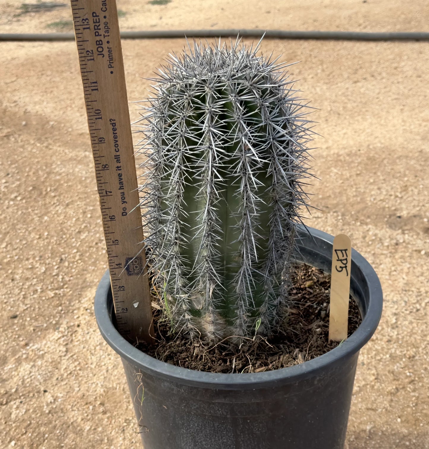 Saguaro - Carnegiea gigantea EP5