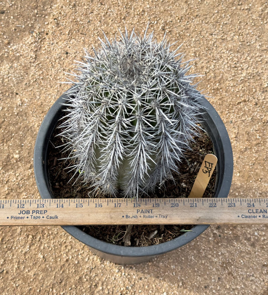 Saguaro - Carnegiea gigantea EP5