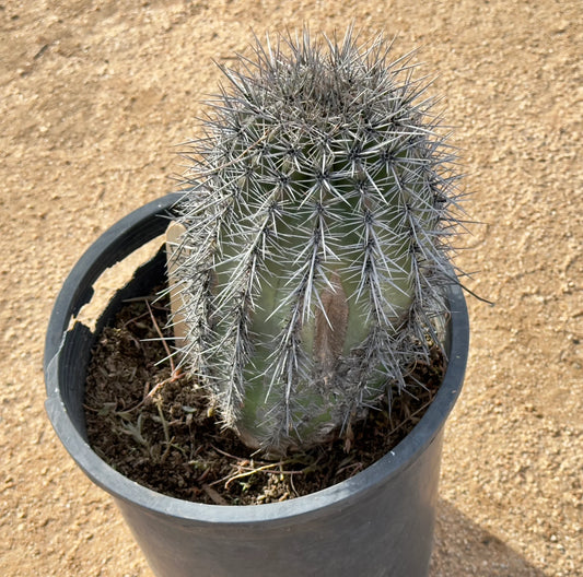 Saguaro - Carnegiea gigantea EP64