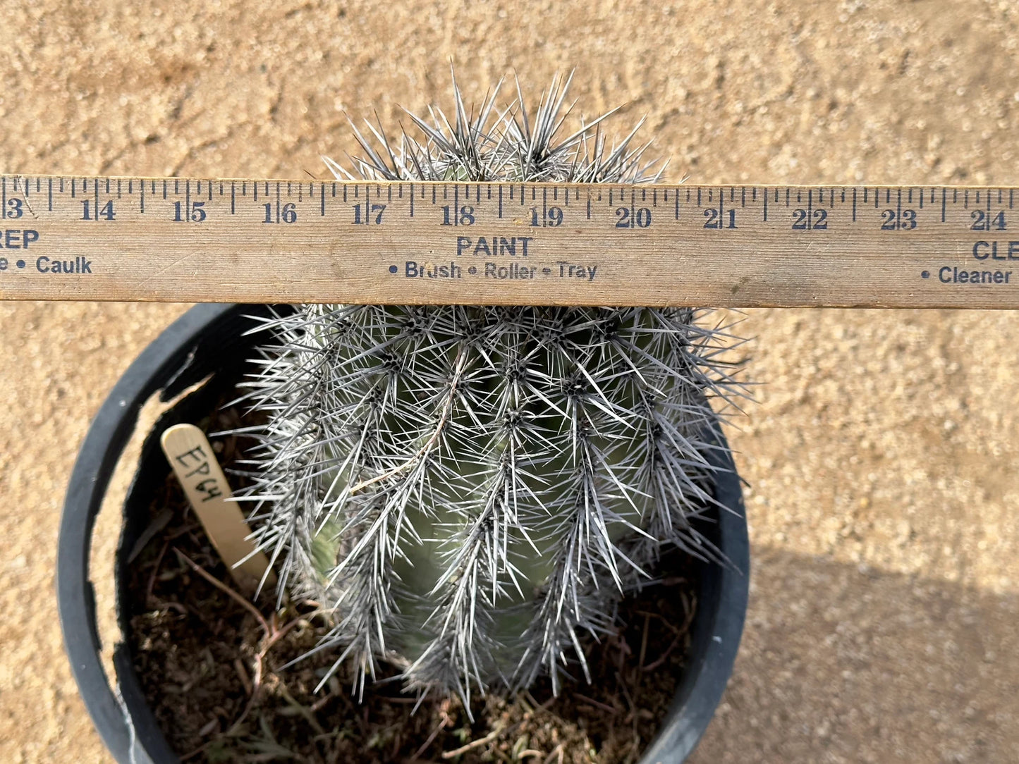 Saguaro - Carnegiea gigantea EP64
