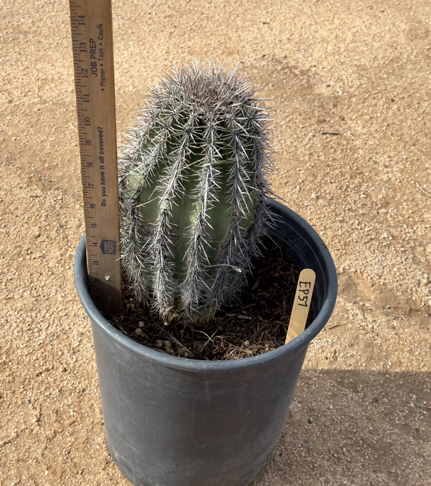 Saguaro - Carnegiea gigantea EP57