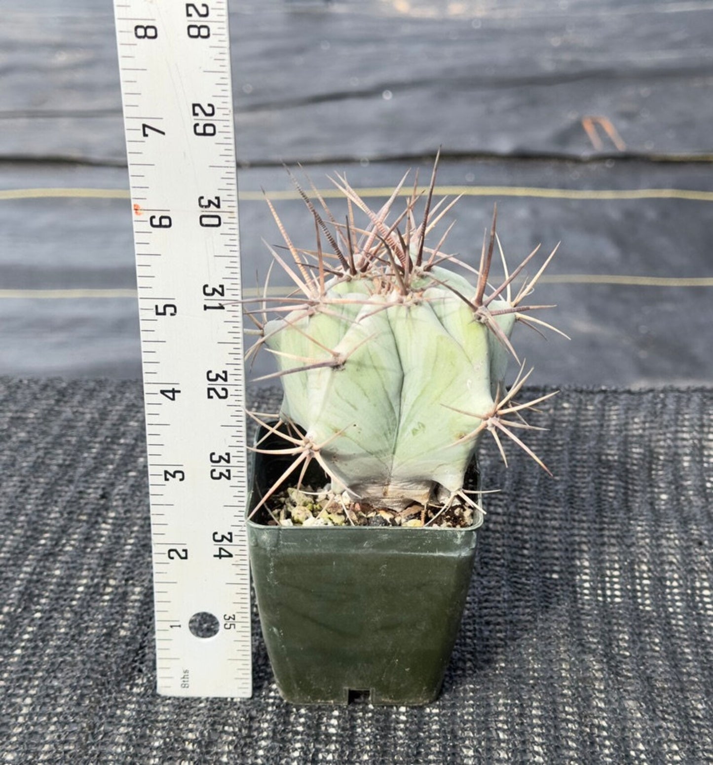 Echinocactus ingens platyacanthus Biznaga