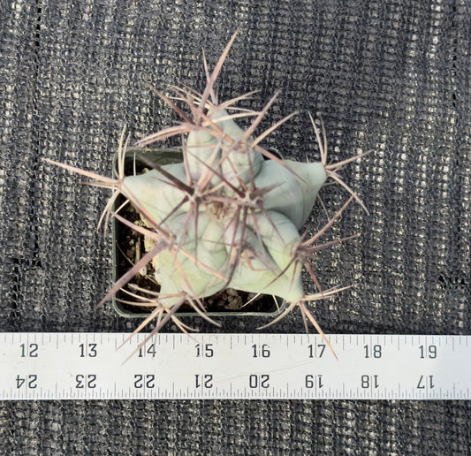 Echinocactus ingens platyacanthus Biznaga
