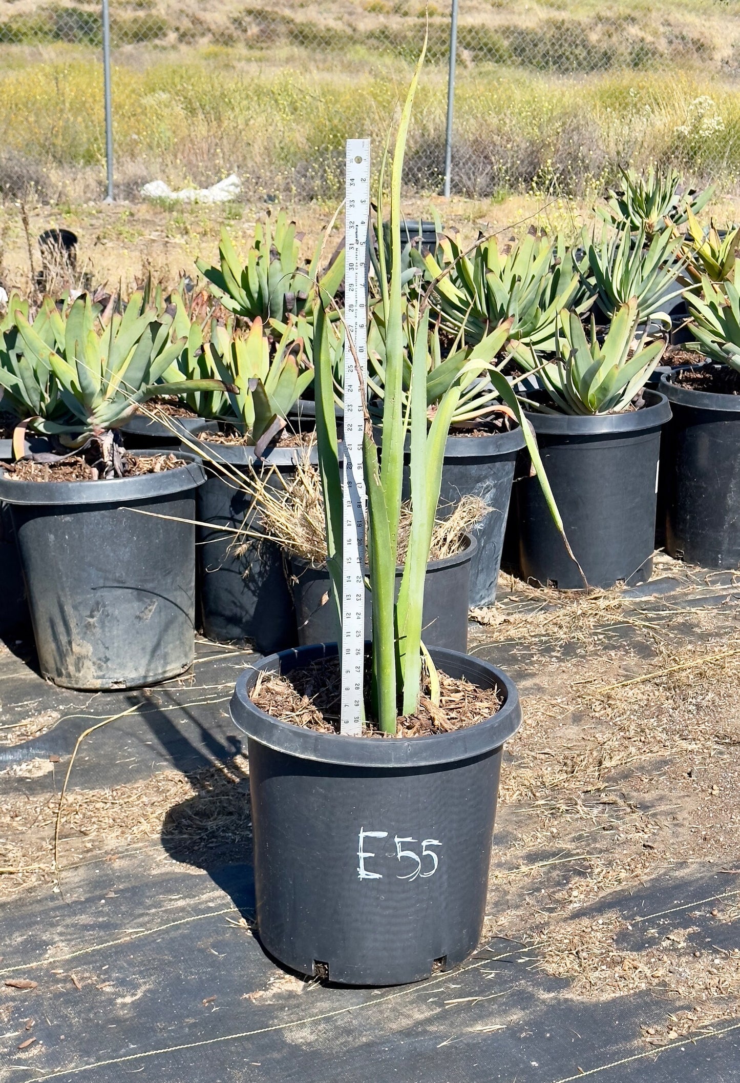 Furcraea macdougalii - E55